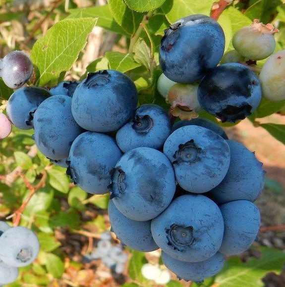 نهال بلوبری