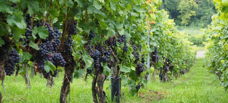 کاشت نهال انگور