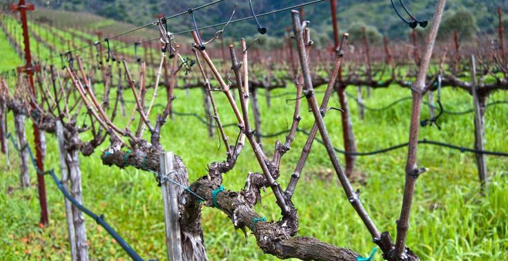 کاشت نهال انگور