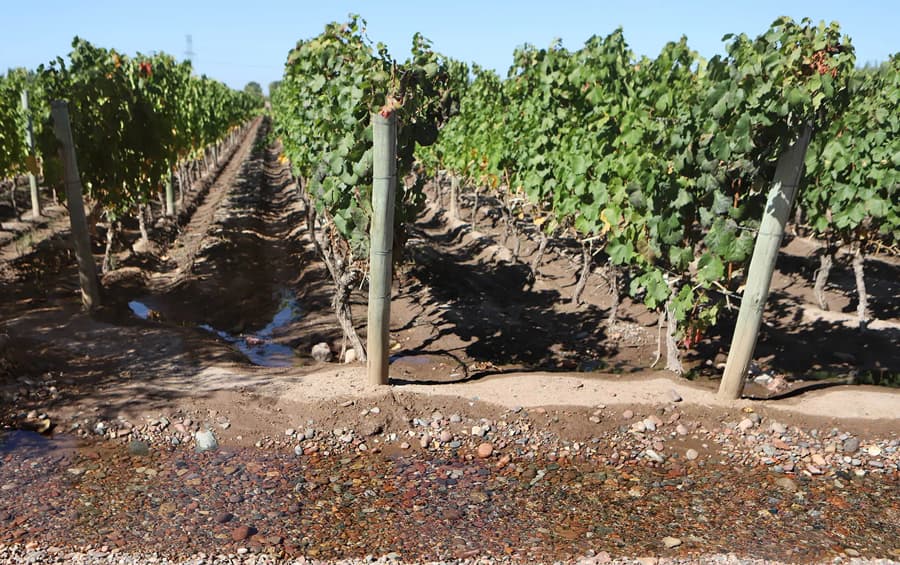 آبیاری نهال انگور