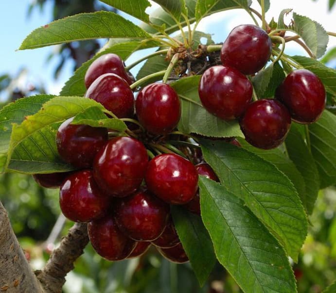 نهال گیلاس ایزابلا